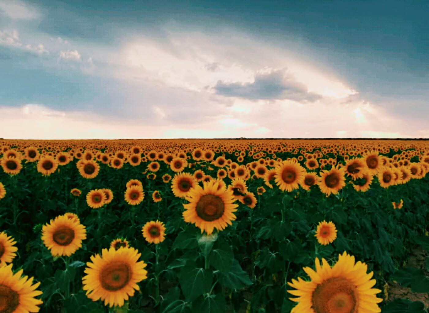 Campo girasoles